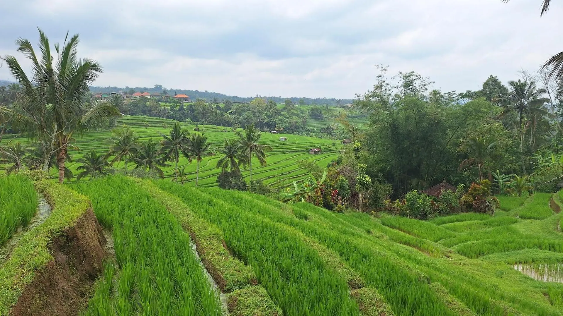 Villa Naga, Pool, Kitchen, Terace And Garden Kerobokan